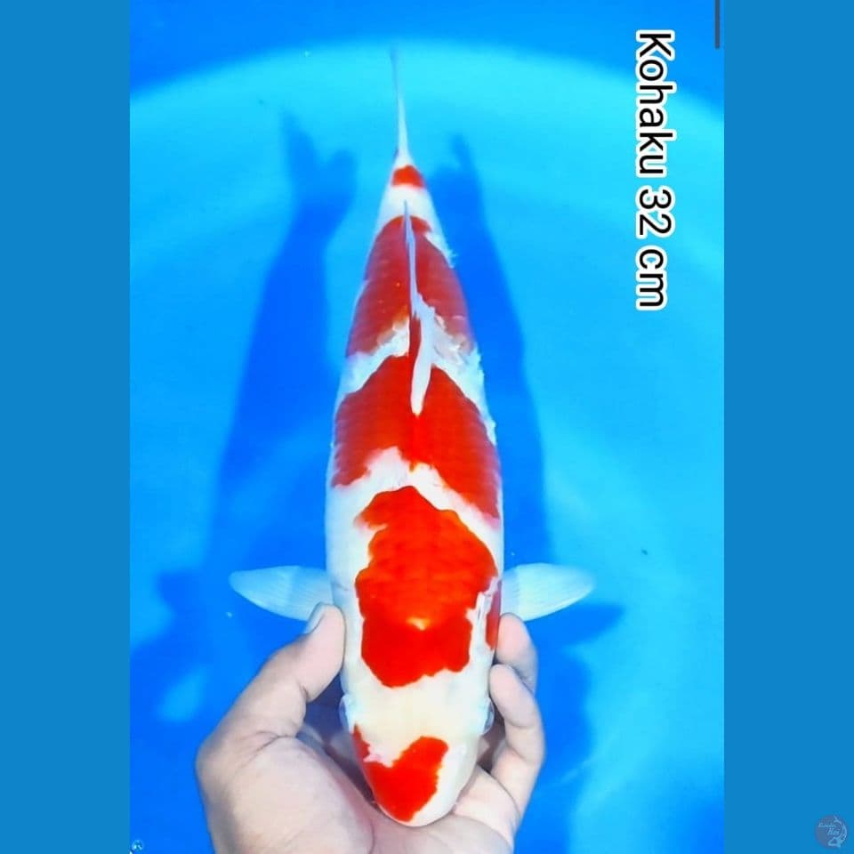 kohaku 32cm