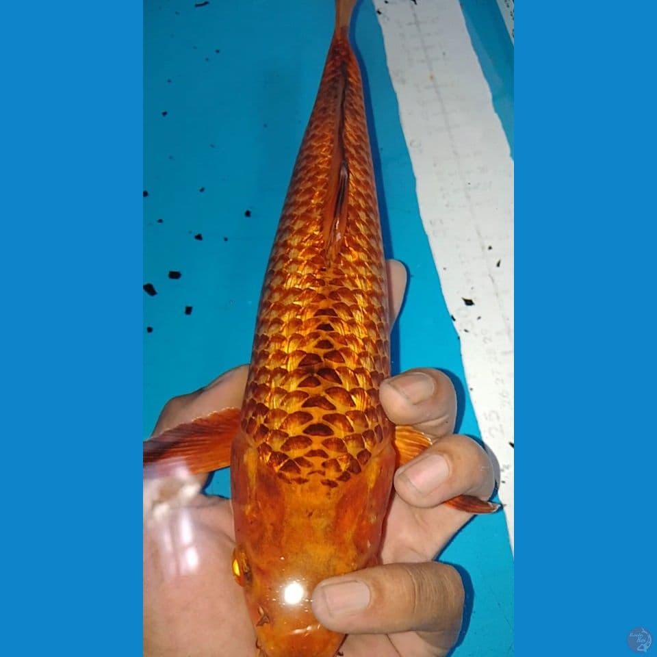 karamel jagung bakar 32cm