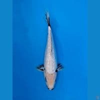 SHIRO GINRIN 30CM