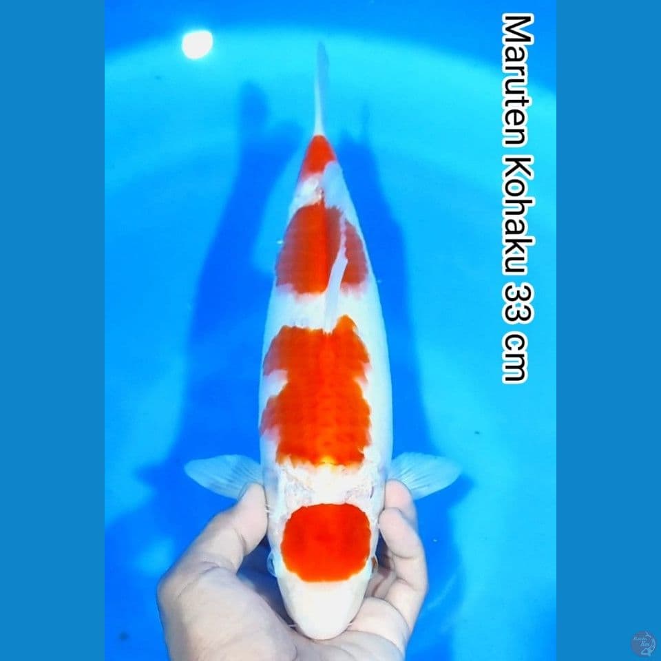 maruten kohaku 33cm