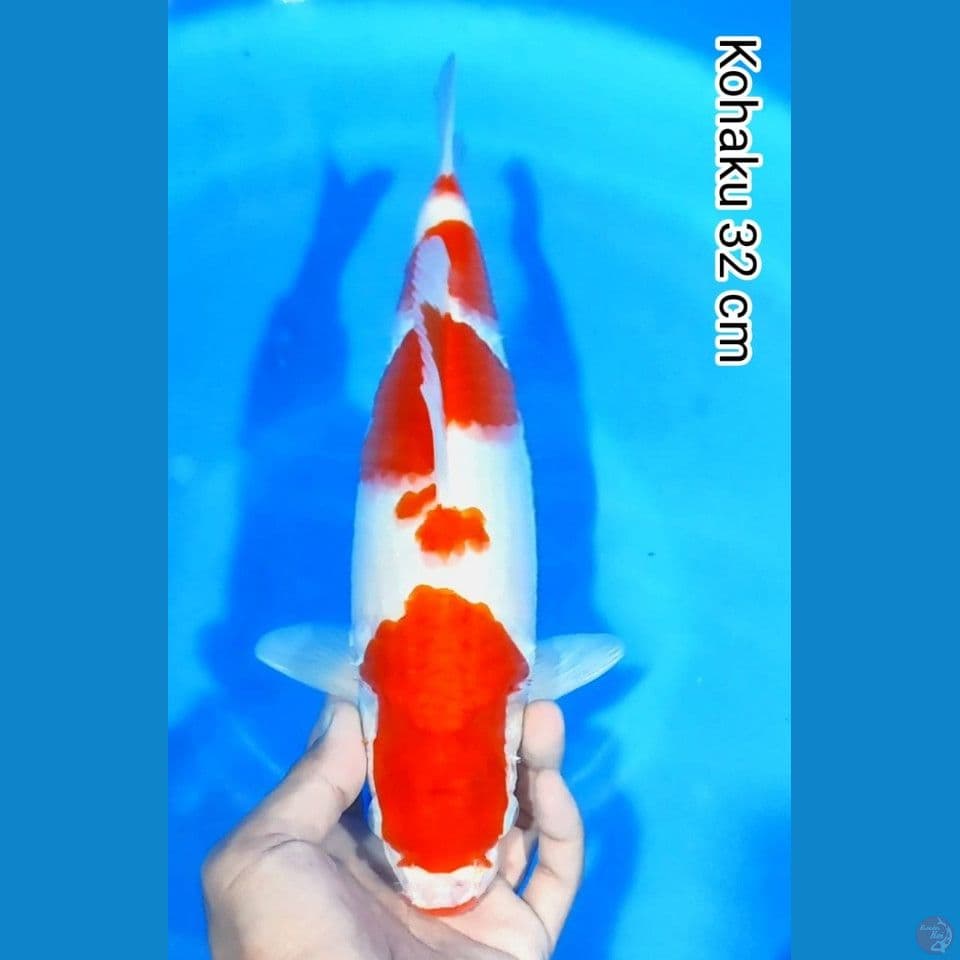kohaku 32cm