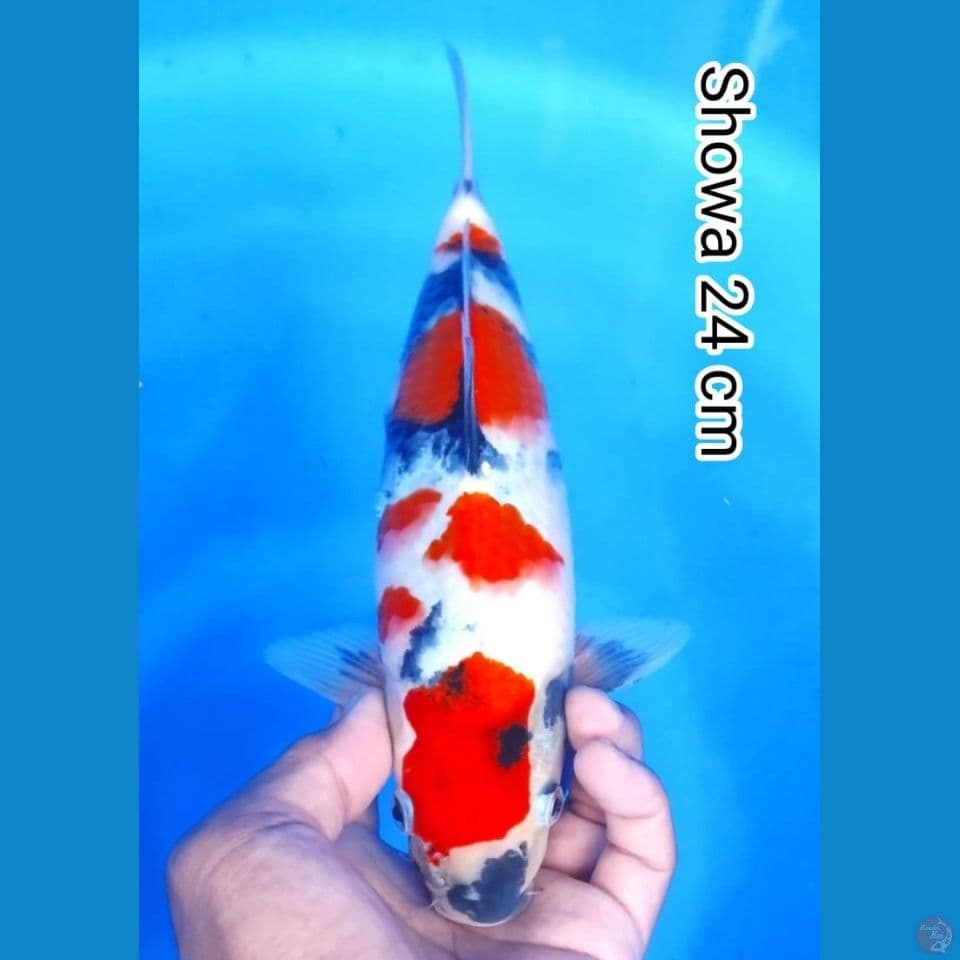 showa 24cm