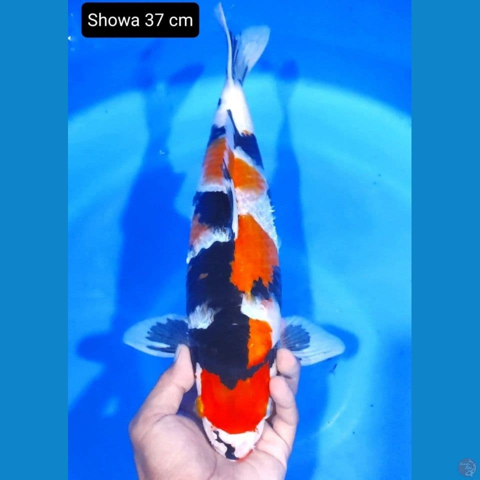 showa 37cm