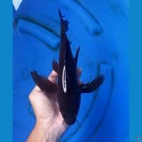 KARASHU KUMPAY 32CM MALE