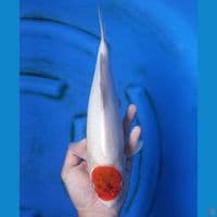 TANCHO AIGOROMO 33CM