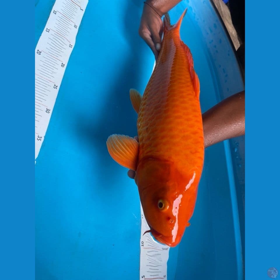 red karashi jumbo punuk 57 cm 