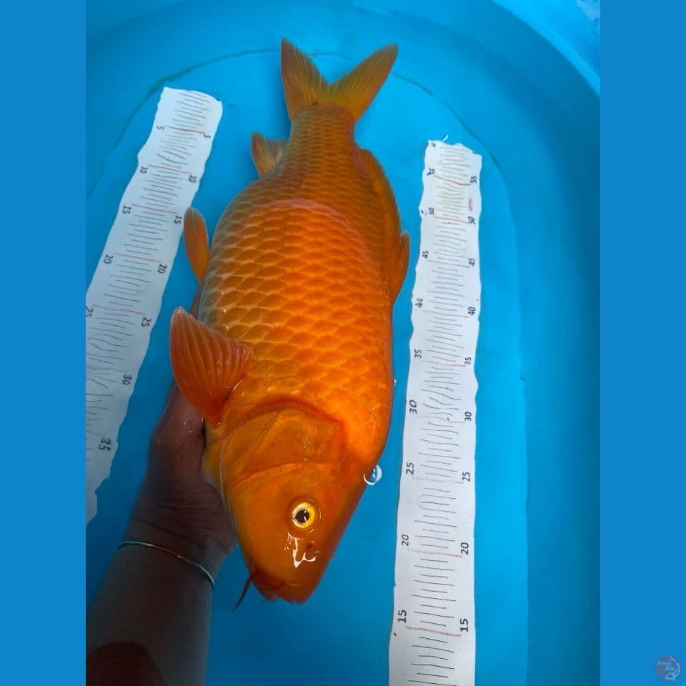 karashi punuk jumbo 48 cm