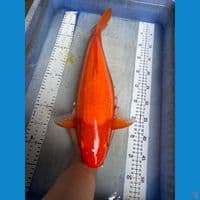 karashi red 47 cm