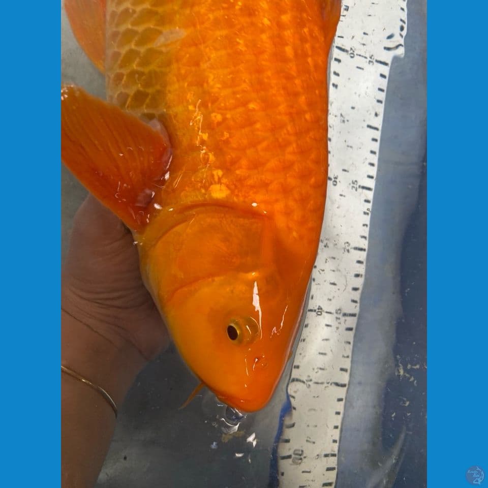 karashi ginrin red 45 cm