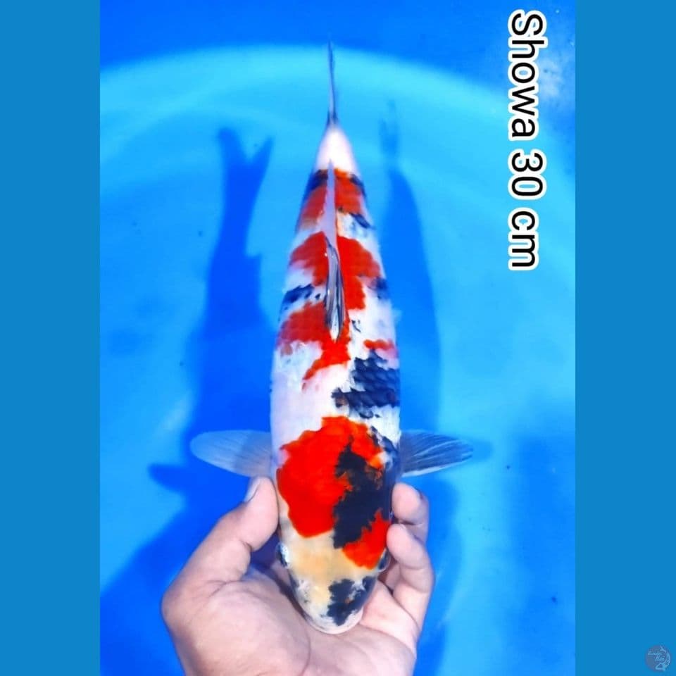 showa 30cm