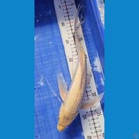 34cm platinum kumpay ginrin