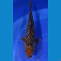TANCHO OCHIBA 32CM MALE