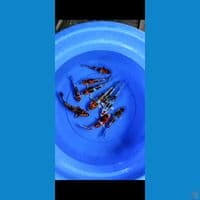 kin showa HQ 14-20CM 10 E