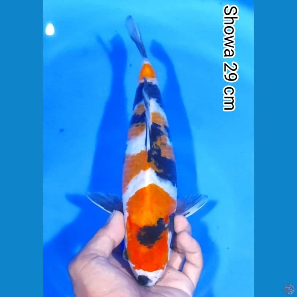 showa 29cm