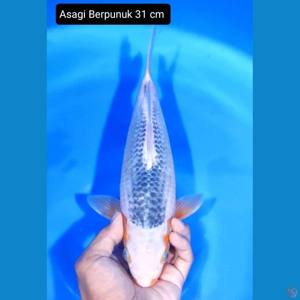 Asagi 31cm