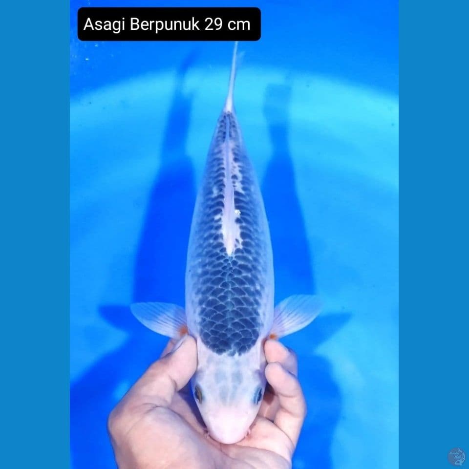 Asagi 29cm