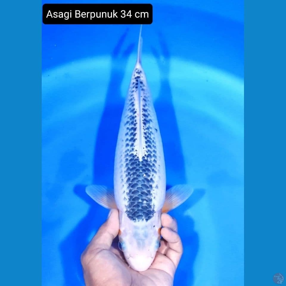 Asagi 34cm