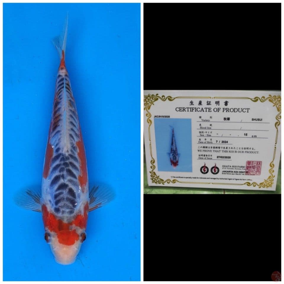 Ogata Shusui 
