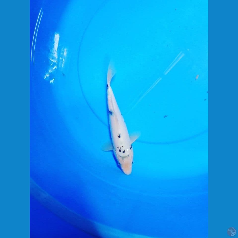 shiro 25cm
