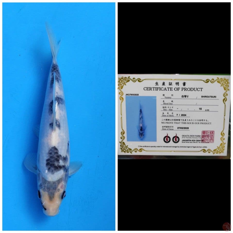 Ogata Shiro 