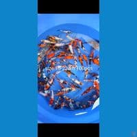 sisik mix ginrin 15-22cm 100ekor