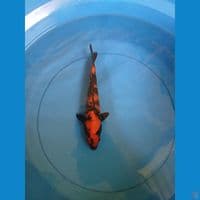 hiutsuri 21cm