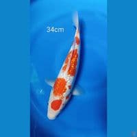 Original kohaku ginrin 34cm