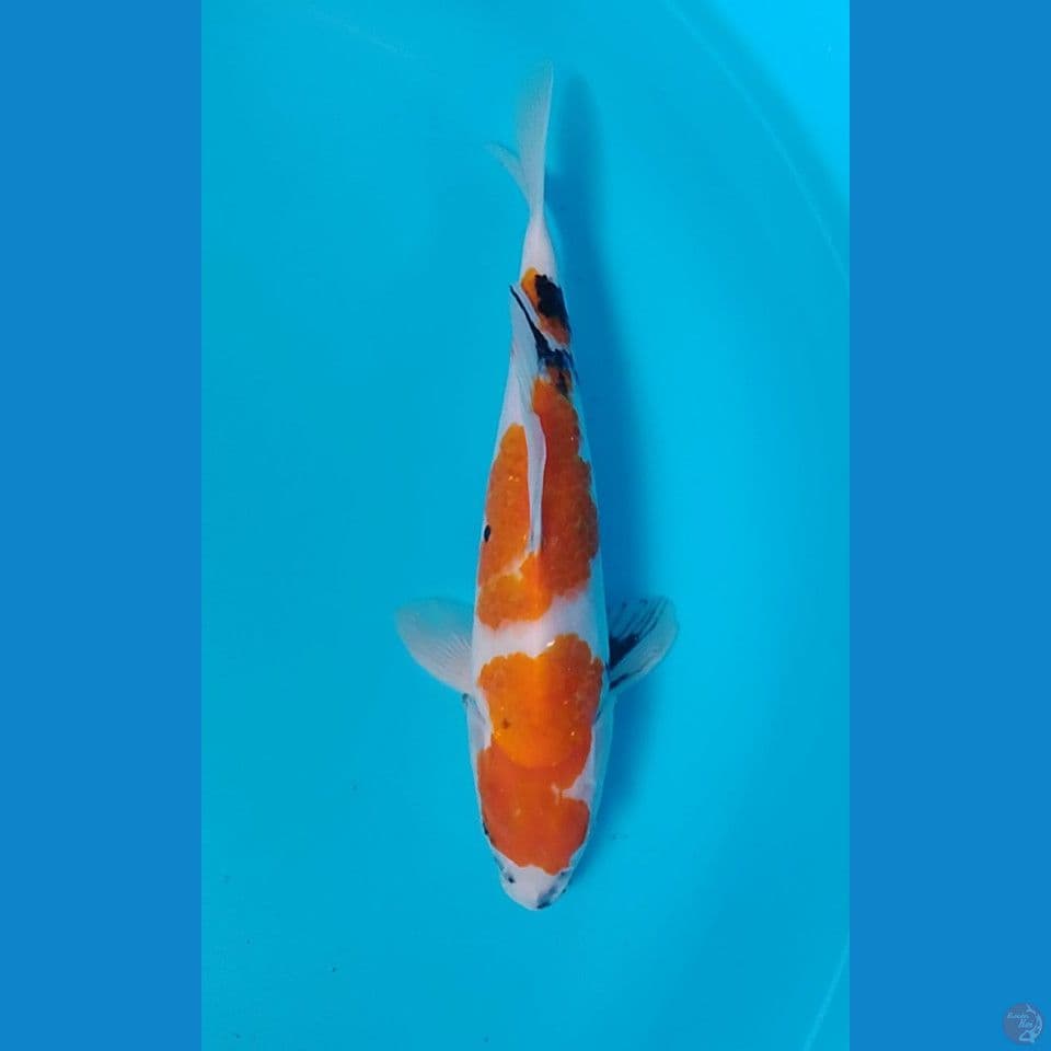 showa 32cm.m