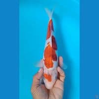 ai goromo doitsu 28cm