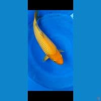 karashi 49cm