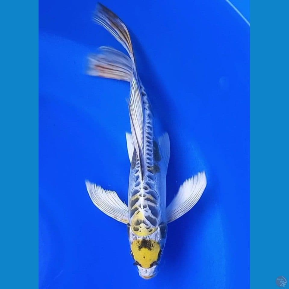 MARUTEN KIN KIKOKURYU 32CM MALE
