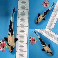Shiro Utsuri 30 cm