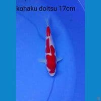 kohaku doitsu 17cm