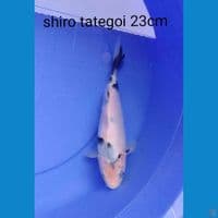 shiro tategoi 23cm