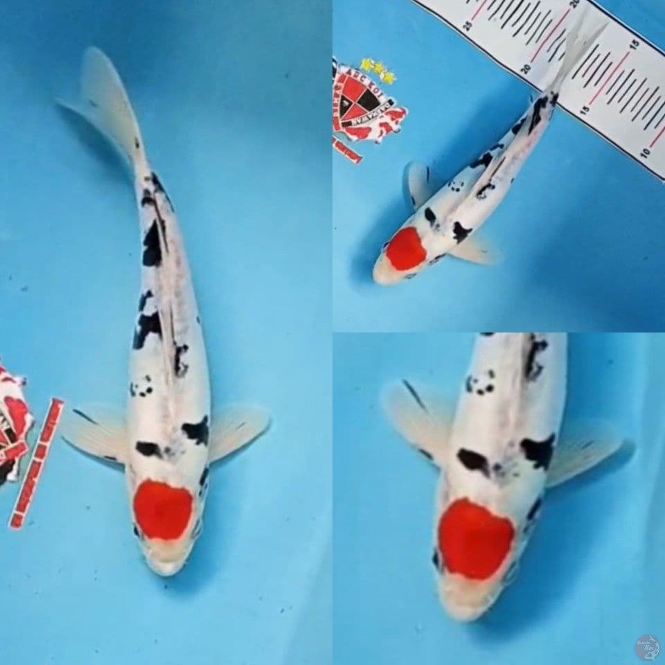 Tancho Showa Doitsu Tategoi 26 cm