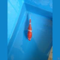kohaku 14cm