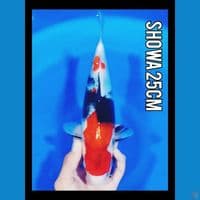 showa 25cm