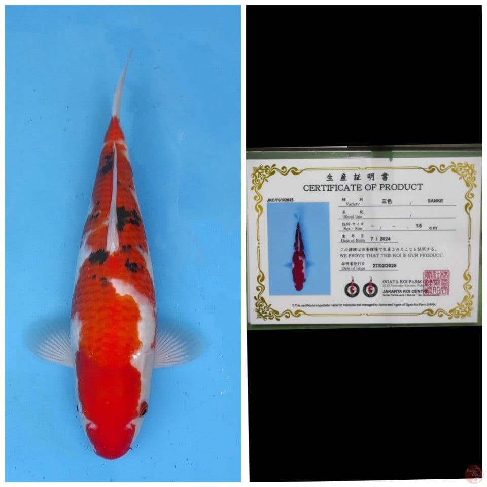 Ogata Sanke 