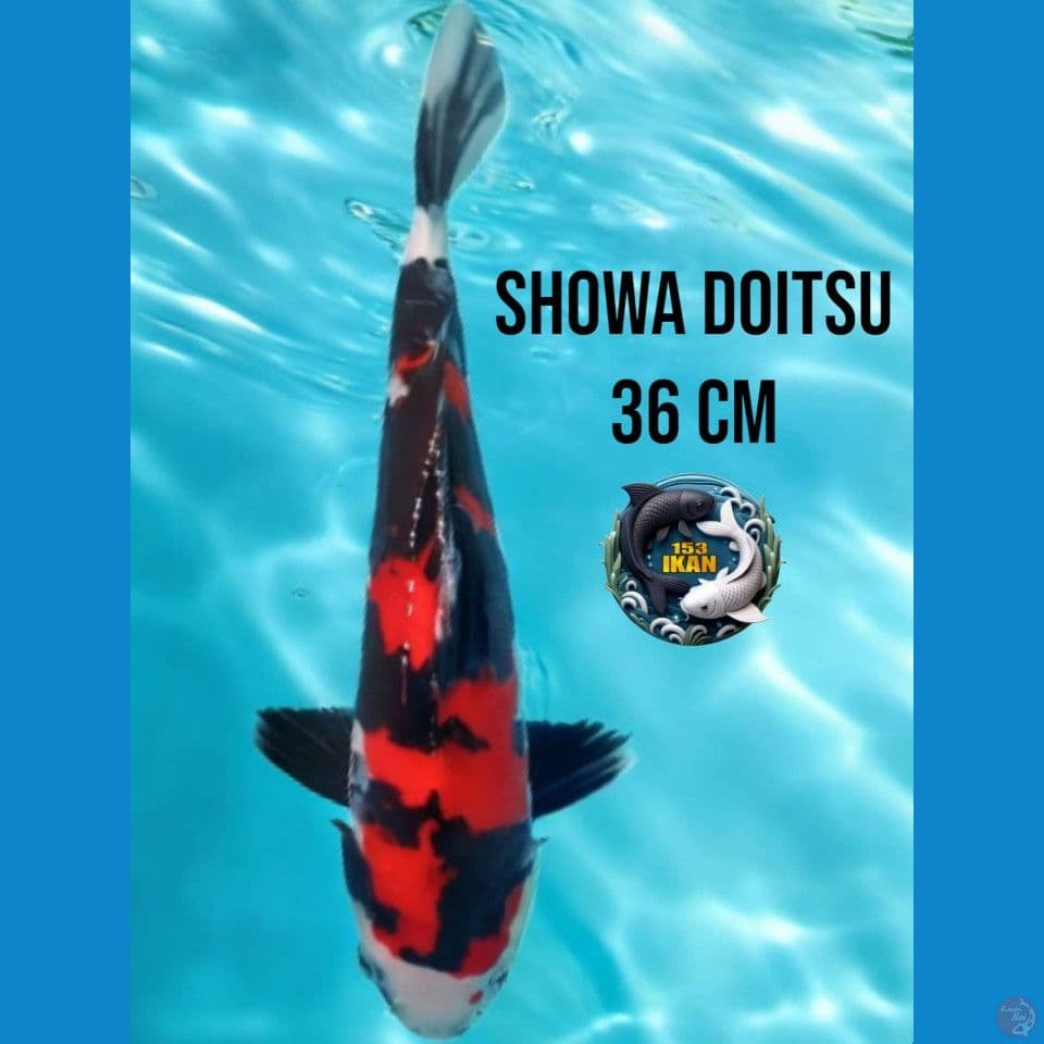 SHOWA DOITSU