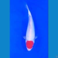 33cm tanco kohaku good skin male