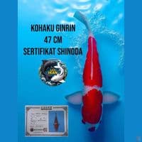 kohaku ginrin serti shinoda