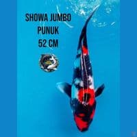 Showa Punuk Jumbo