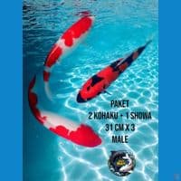 paket 2 kohaku showa