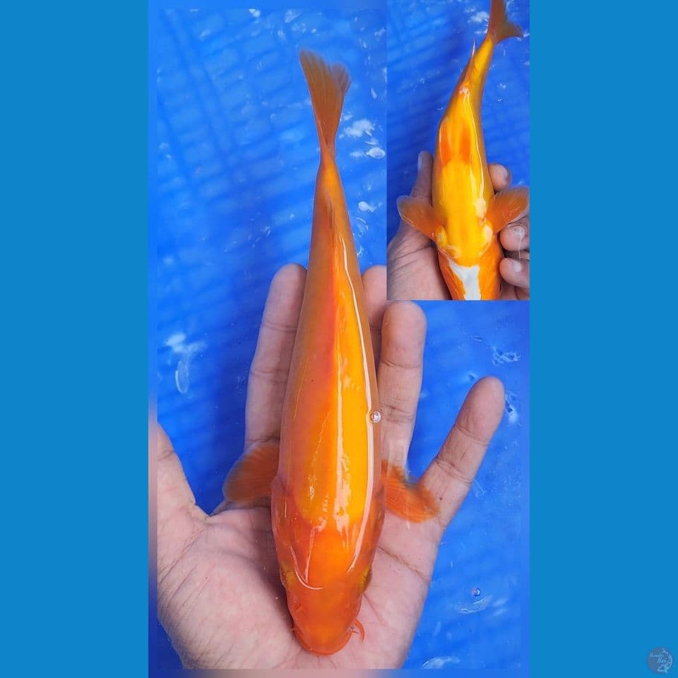 benigoi doitsu 23cm