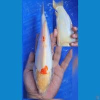 kohaku doitsu 24cm