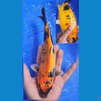 hishowa doitsu 24cm
