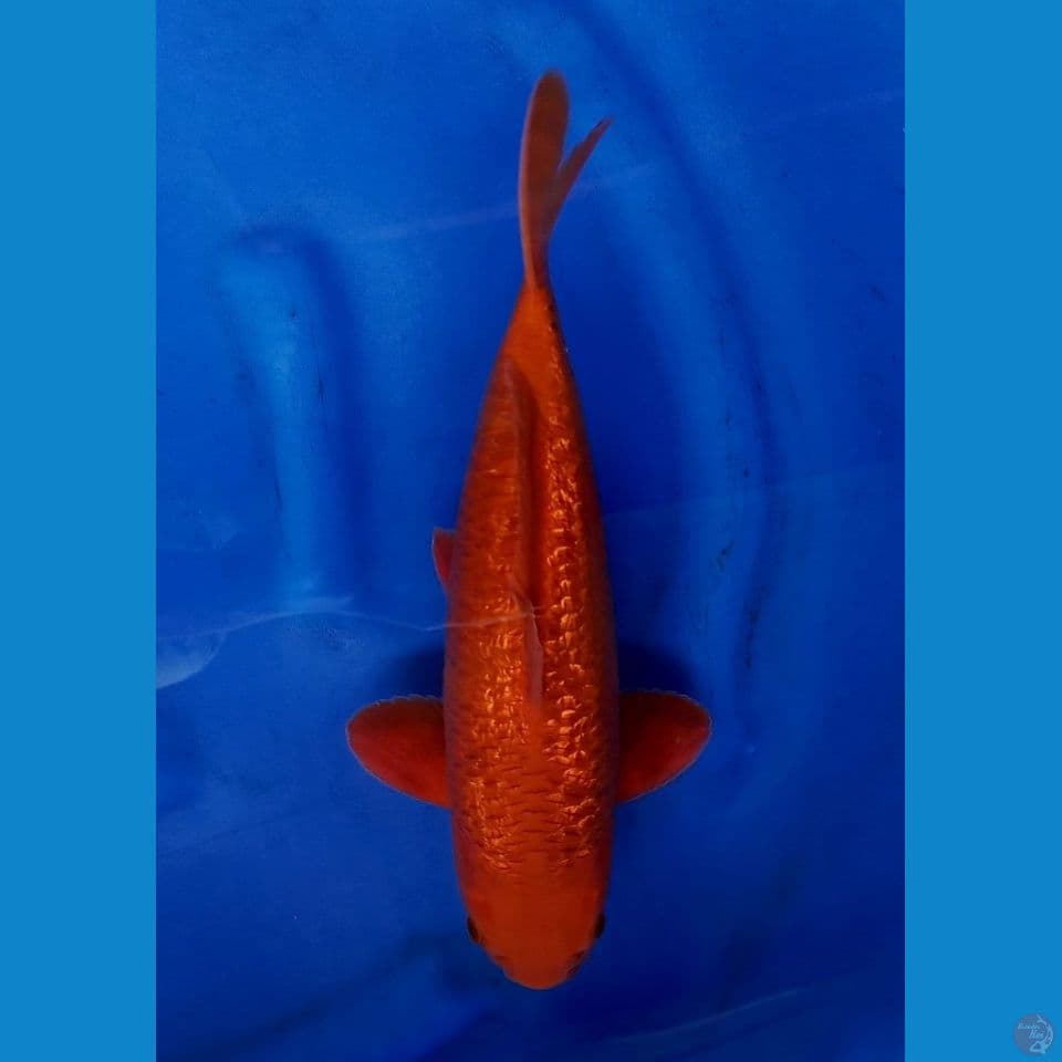 34cm male - Red Caramel Full Gindrin No bocor