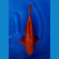 34cm male - Red Caramel Full Gindrin No bocor