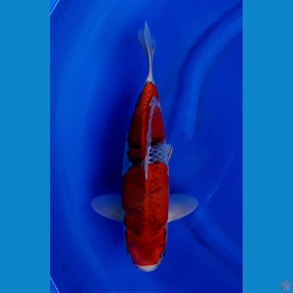 40cm Male - F1 Red Goshiki SQ