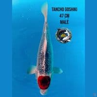 tancho ghosiki